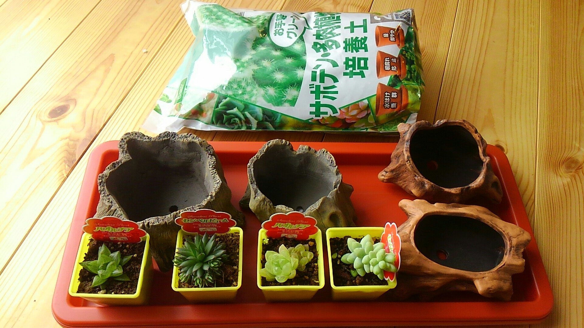 かめパパの三十路おっちゃん多肉植物日記part１ 初心者の多肉デビュー チャレろぐ