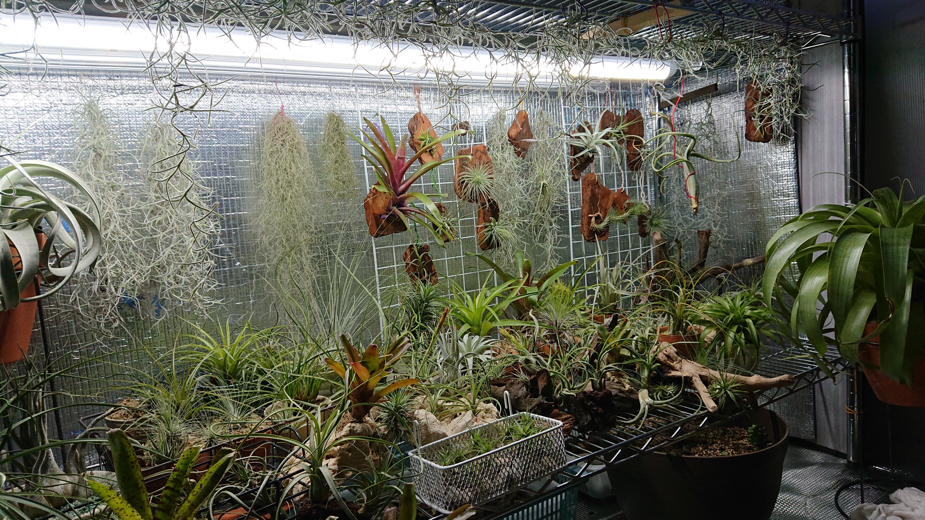 冬場のティランジア エアプランツ の室内管理を考える 植物育成ライトって必要 チャレろぐ